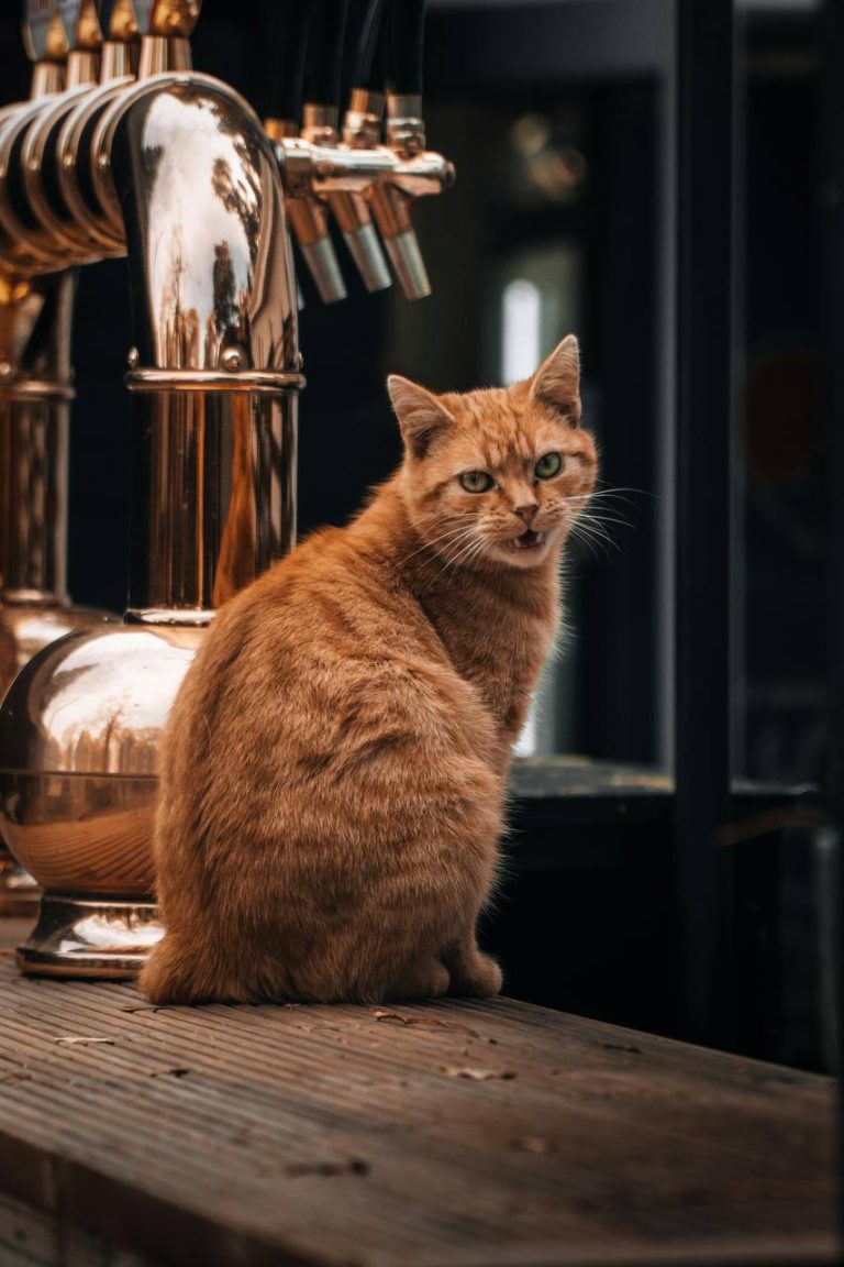 chat et chien infos !